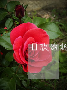 貸款逾期案例 貸款逾期案例分析