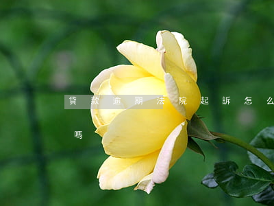 貸款逾期法院起訴怎么判(貸款逾期起訴判刑嗎)