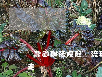 貸款逾期法院起訴流程（逾期起訴在哪個流程走）