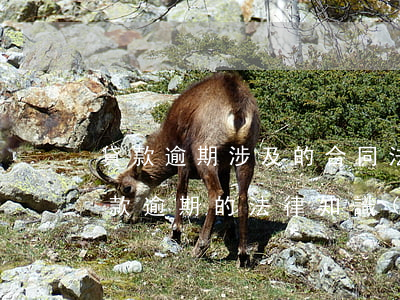 貸款逾期涉及的合同法(關(guān)于貸款逾期的法律知識(shí))