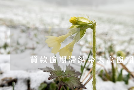 貸款逾期滯納金太高(逾期付款滯納金)