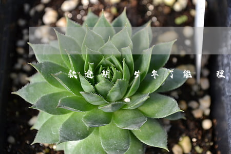 貸款逾期滿5年了能辦理信用卡-