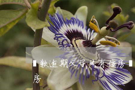 貸款逾期父子共有住房(貸款逾期父子共有住房)
