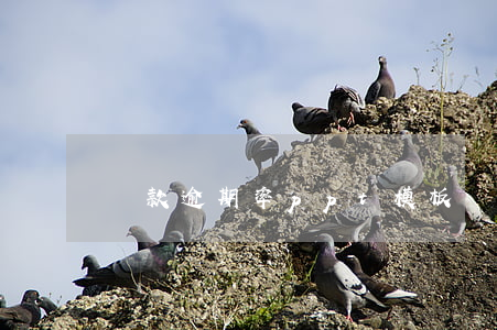 貸款逾期率ppt模板(貸款逾期原因分析)