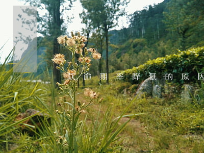 貸款逾期率降低的原因(貸款逾期原因分析)