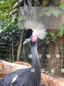 貸款逾期的人可以買(mǎi)房嗎(貸款逾期還能貸款買(mǎi)房嗎)