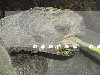 貸款逾期的概念(貸款逾期怎么解釋)
