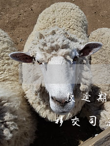 貸款逾期移交司法機關短信真假-貸款逾期移交司法機關短信真假怎么查