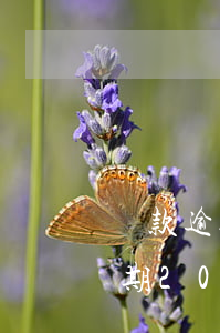 貸款逾期筆數(shù)1月份12(一年逾期20筆)
