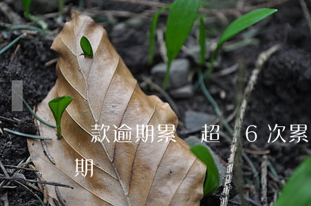貸款逾期累積超過6次(累計(jì)6次逾期)