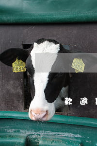 貸款逾期罰息怎么處罰(逾期還款罰利息)
