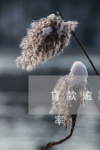 貸款逾期罰息最高是多少(逾期貸款的罰息利率)