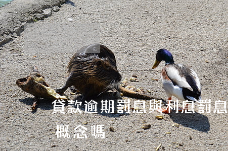 貸款逾期罰息與利息(罰息和逾期利息是一個概念嗎)