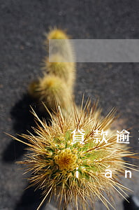 貸款逾期聯(lián)系不到本人聯(lián)系緊急聯(lián)系人-貸款逾期聯(lián)系不到本人聯(lián)系緊急聯(lián)系人會怎么樣