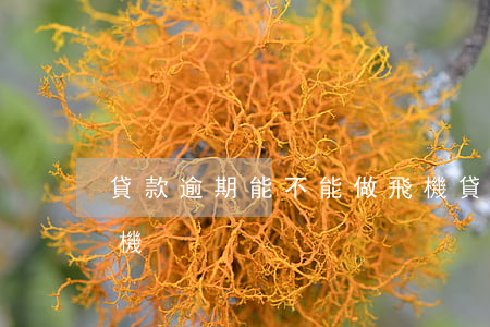 貸款逾期能不能做飛機(貸款逾期能不能做飛機)
