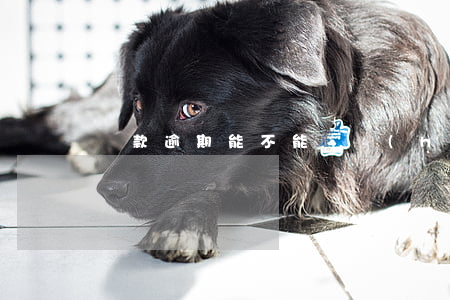 貸款逾期能不能辦護(hù)照