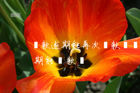 貸款逾期能再次貸款嗎(連續(xù)三次逾期能貸款嗎)
