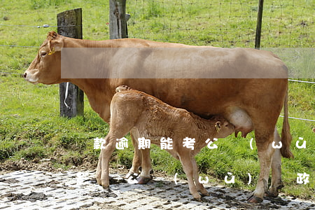 貸款逾期能考公務(wù)員嗎(貸款逾期會影響公務(wù)員政審嗎)