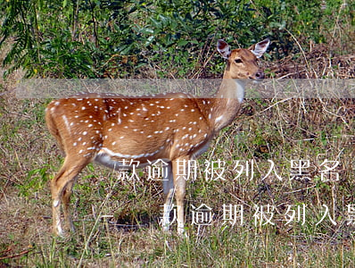 貸款逾期被列入黑名單補(bǔ)救的辦法-貸款逾期被列入黑名單補(bǔ)救的辦法有哪些