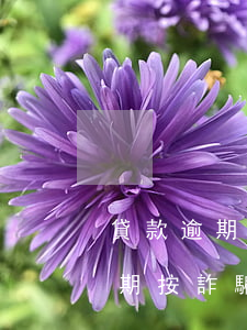 貸款逾期被告詐騙是真的嗎（上海貸款首期逾期按詐騙罪）
