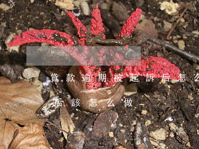 貸款逾期被起訴后怎么還款(貸款逾期被起訴后該怎么做)