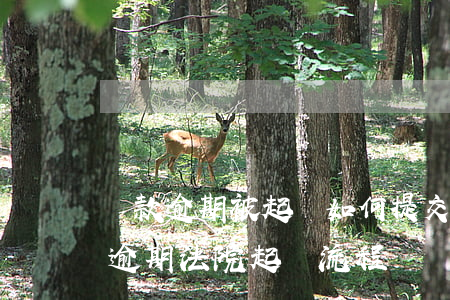 貸款逾期被起訴如何提交證據(jù)(貸款逾期法院起訴流程)