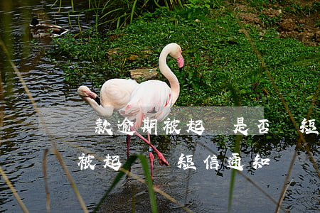貸款逾期被起訴是否會短信告知-貸款違約被起訴會短信通知嗎