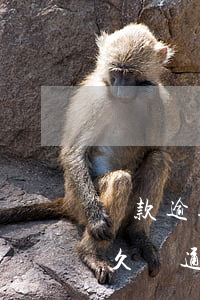 貸款逾期被起訴會通知家人嗎-貸款逾期多久會通知家里人