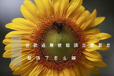 貸款逾期被起訴立案后怎么解決(貸款逾期被起訴了怎么辦)