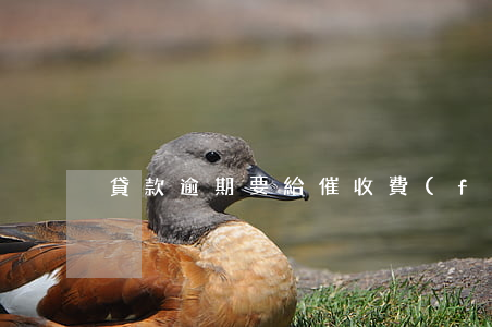 貸款逾期要給催收費(fèi)嗎