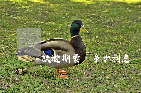 貸款逾期要還多少利息(貸款欠息算逾期嗎)