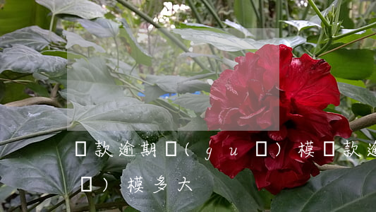 貸款逾期規(guī)模(貸款逾期規(guī)模多大)