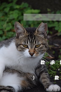 貸款逾期費用標(biāo)準(zhǔn)(貸款逾期費用標(biāo)準(zhǔn)怎么算)