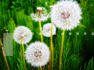貸款逾期賬齡催回率高嗎（貸款逾期賬齡催回率）