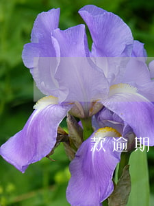 貸款逾期起訴和父母(逾期貸款被起訴怎么辦)