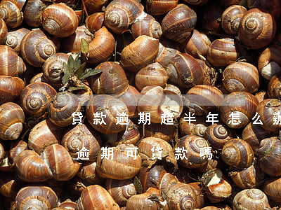 貸款逾期超半年怎么辦(半年內(nèi)有逾期可貸款嗎)