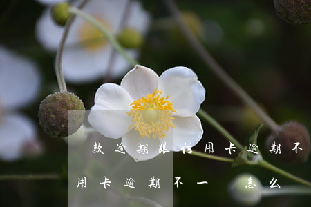 貸款逾期跟信用卡逾期不一樣(貸款逾期跟信用卡逾期不一樣怎么辦)