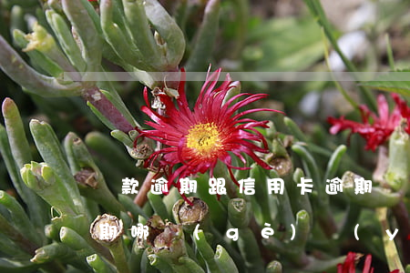 貸款逾期跟信用卡逾期(貸款逾期跟信用卡逾期哪個(gè)嚴(yán)重)