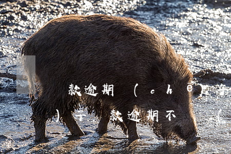 貸款逾期車(chē)子不收回(車(chē)子貸款逾期不還會(huì)有什么后果)