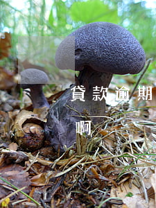 貸款逾期車會被沒收嗎(車逾期被收了怎么辦啊)
