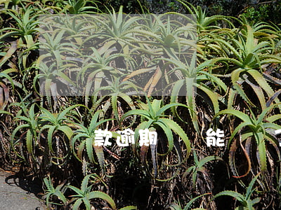 貸款逾期車還能檢測了嗎