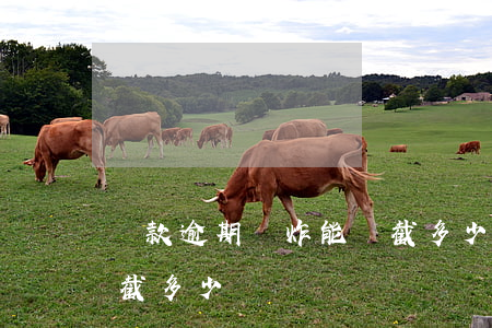 貸款逾期轟炸能攔截多少(貸款逾期轟炸能攔截多少)