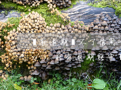 貸款逾期辦不了信用卡嗎(信用卡當(dāng)前有逾期能申請貸款的沒)