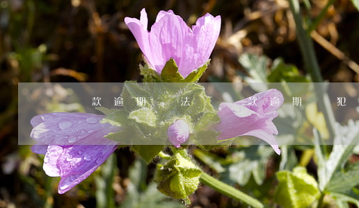 貸款逾期違法嗎(貸款逾期觸犯哪些法律)