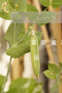 貸款逾期違約金翻一倍(貸款逾期違約金翻一倍)