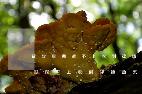 貸款逾期還不上收到律師函怎么辦-貸款逾期還不上收到律師函怎么辦呢