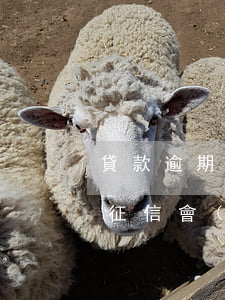 貸款逾期還款征信5年(貸款逾期還清后五年,征信會(huì)變好嗎)
