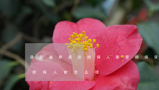 貸款逾期還款擔保人影響(擔保貸款逾期不還擔保人會怎么樣)