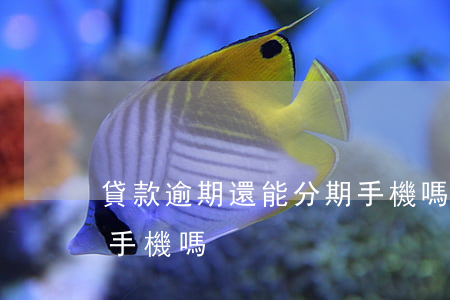 貸款逾期還能分期手機嗎(貸款逾期還能分期手機嗎)