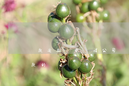 貸款逾期還能辦理公司嗎(還在逾期中可以貸款的)
